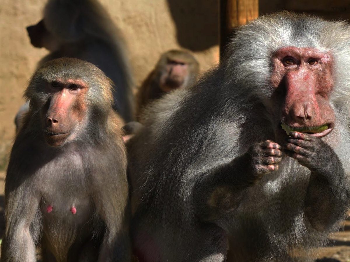 Zoff am „All you can eat”-Büfett: Ganz schön menschlich, die Paviane!
