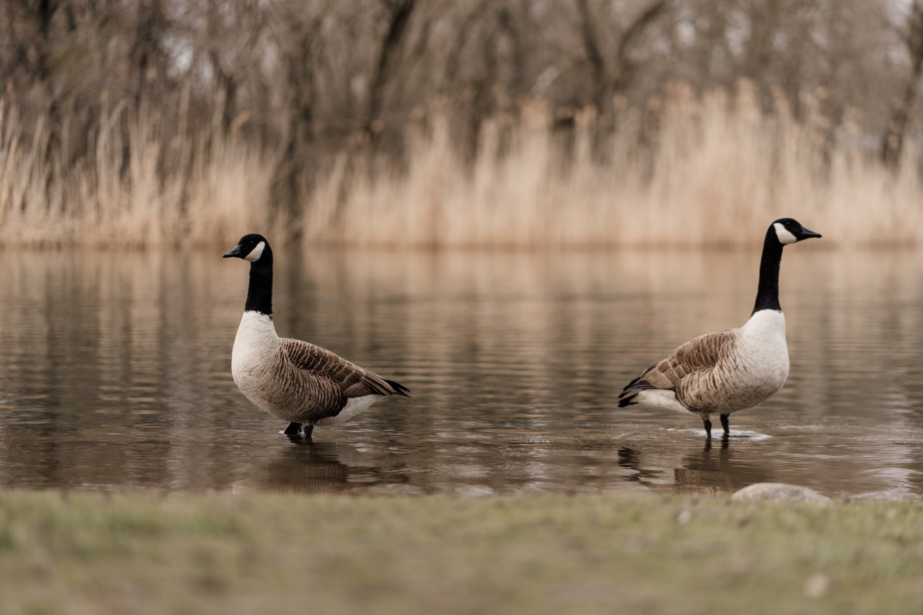 two canada geese in water