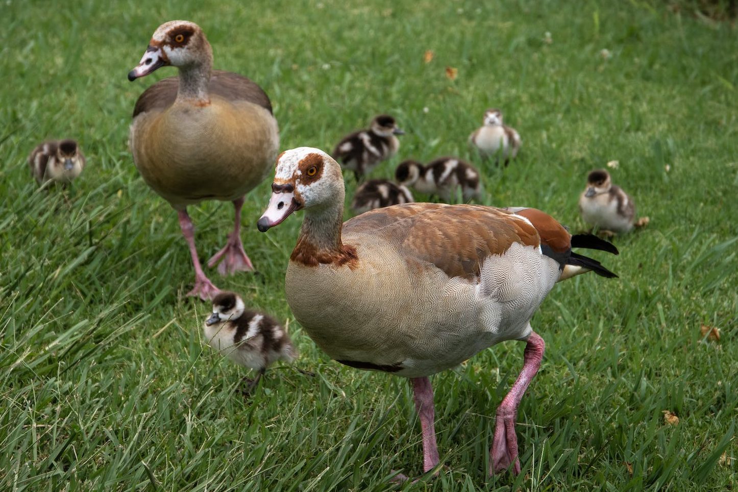 brown ducks on the grass