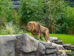 Löwe im Kölner Zoo