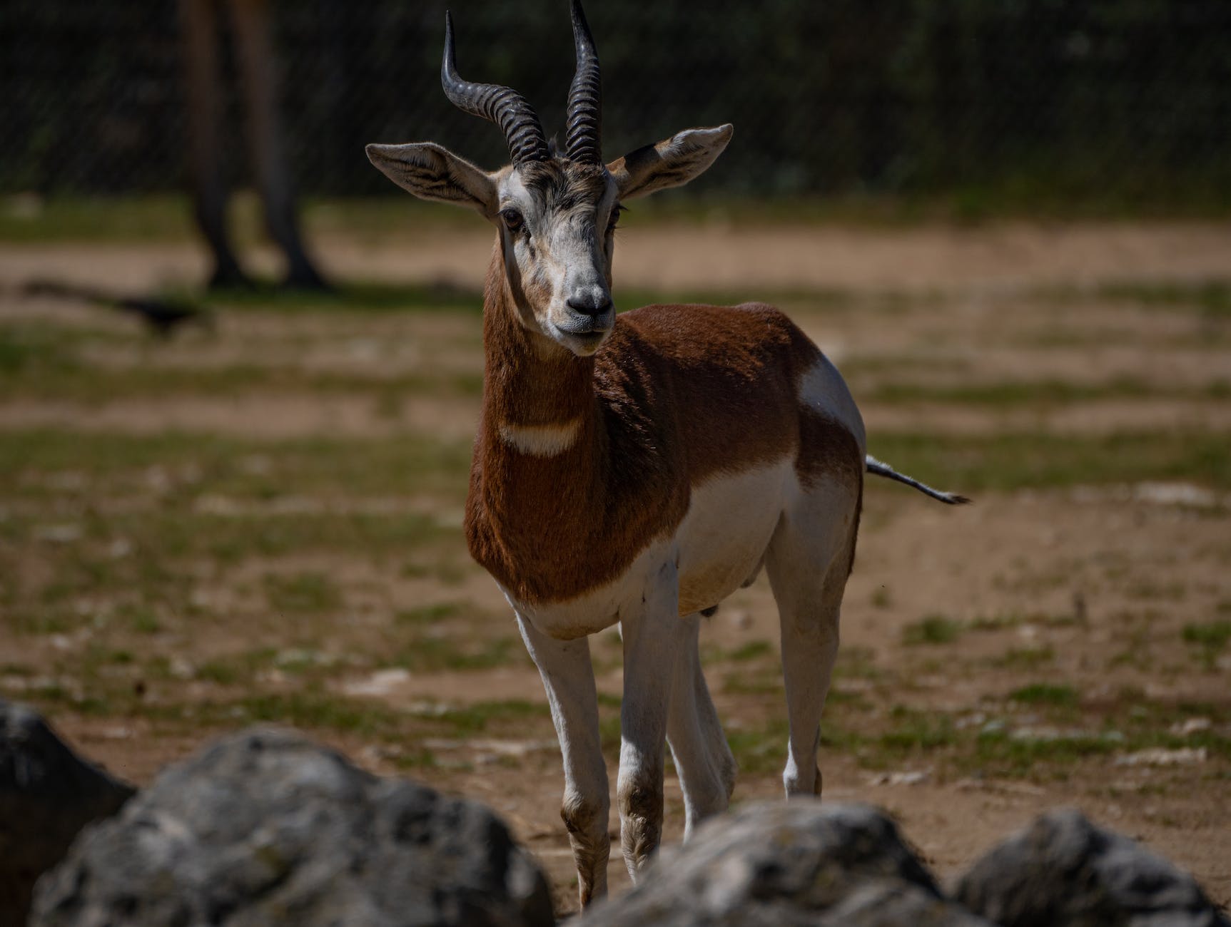 steinbock ziege tierpark wildlife