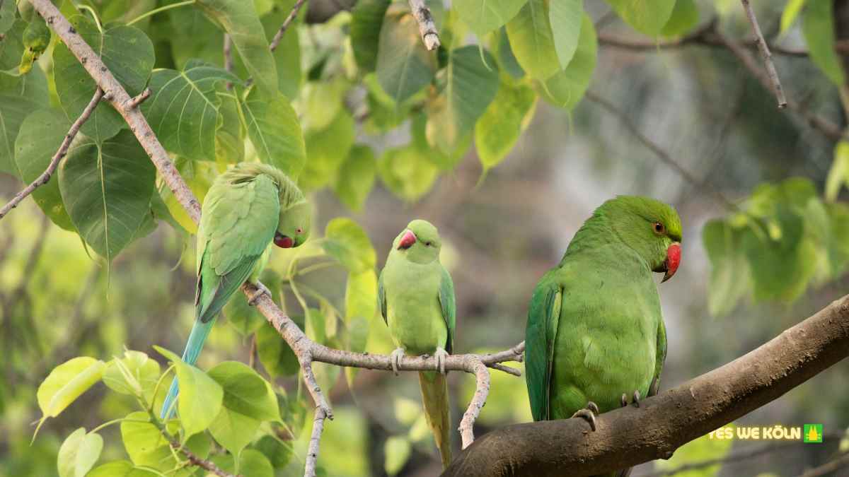 Titel grüne papageien