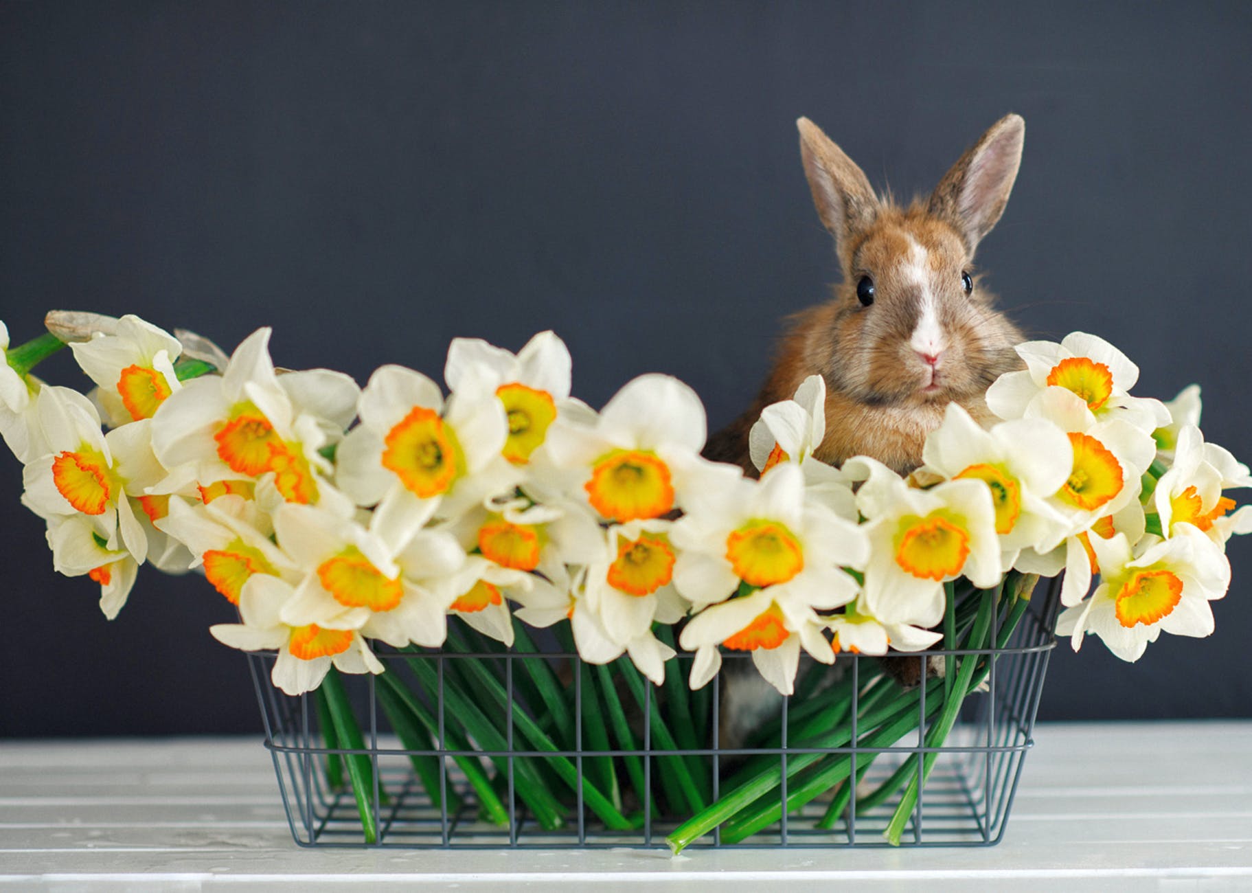 rabbit and flowers in metal basket