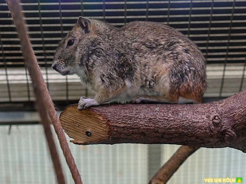 Felsenmeerschweinchen