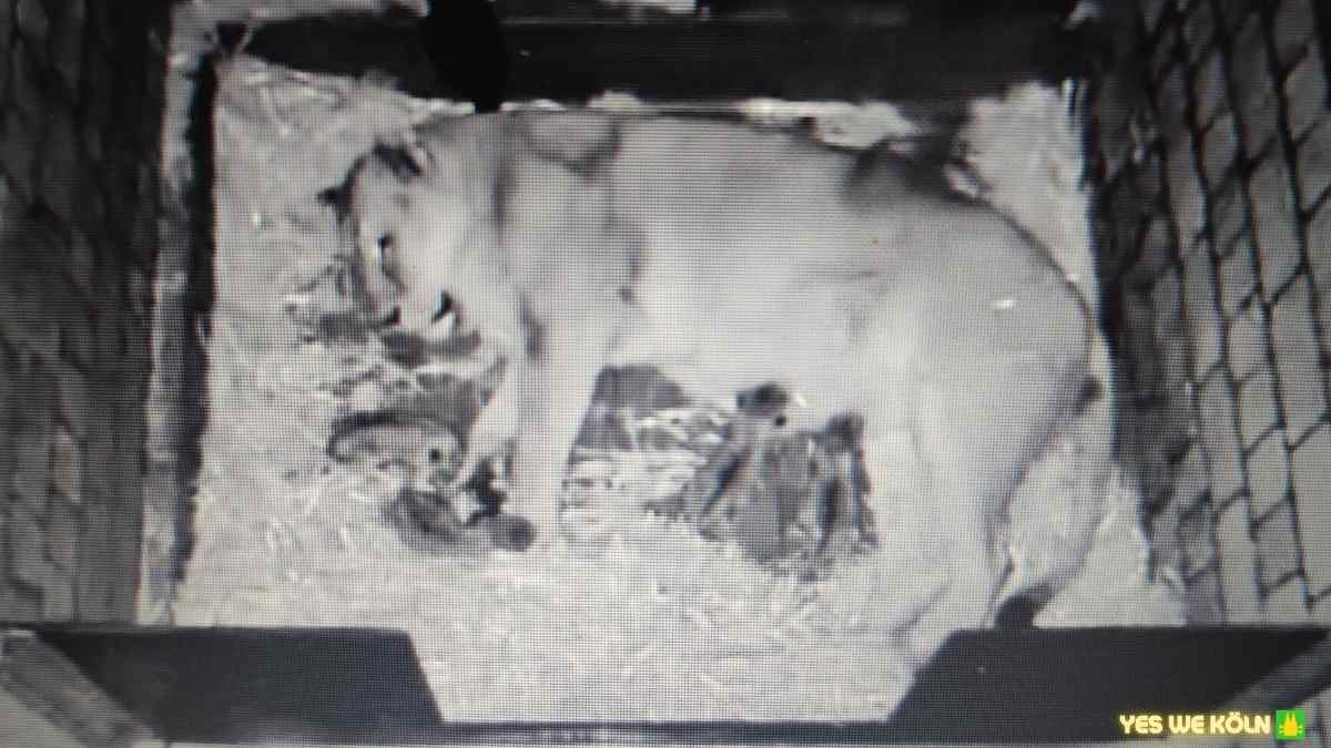 Asiatische Löwin im Kölner Zoo