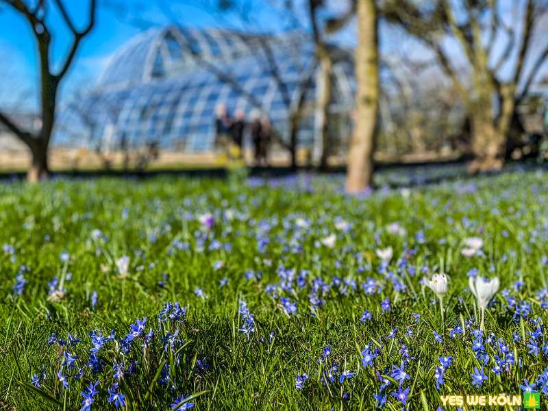 Frühling, Flora und Botanischer Garten, Blumen blühen