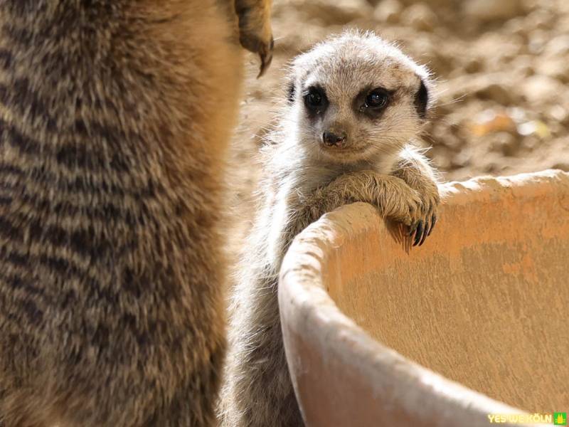 Erdmännchen, Kölner Zoo