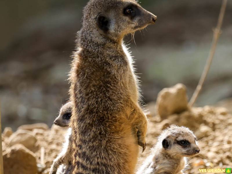 Erdmännchen, Kölner Zoo
