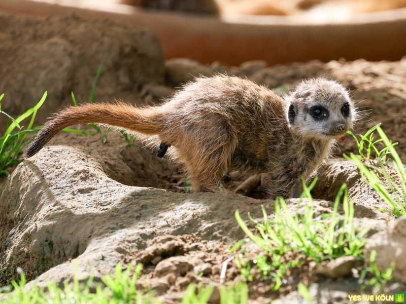 Erdmännchen, Kölner Zoo