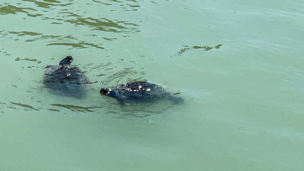 Schildkröten im Aachener Weiher in Köln