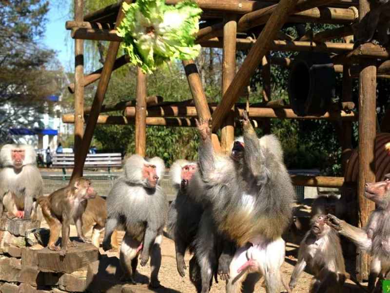 Zoff am „All you can eat”-Büfett: Ganz schön menschlich, die Paviane!