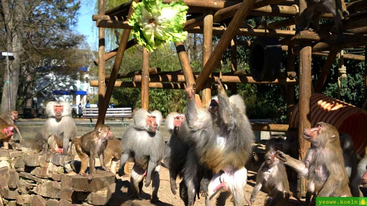 Zoff am „All you can eat”-Büfett: Ganz schön menschlich, die Paviane!