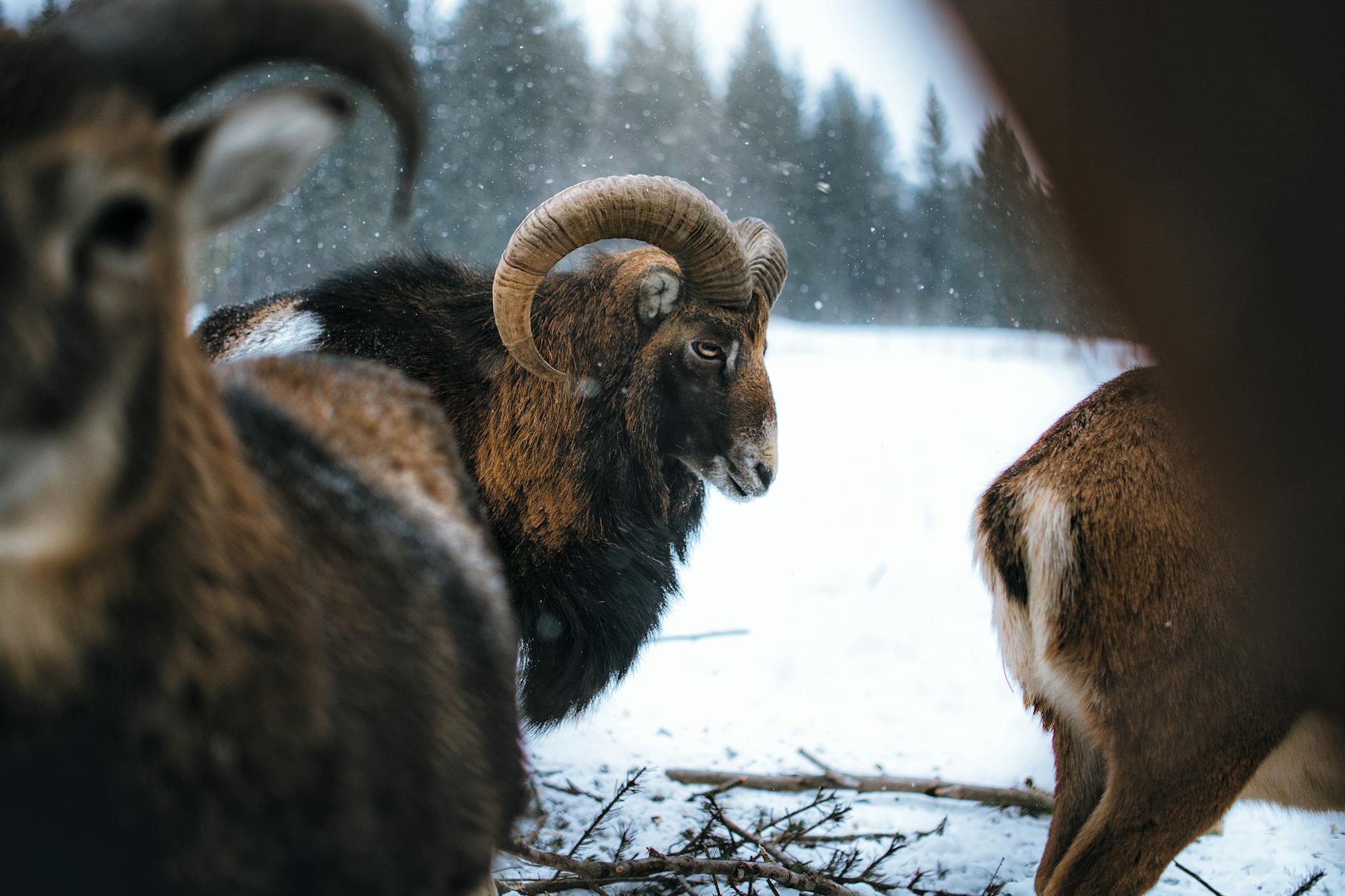 mouflon on snow covered ground
