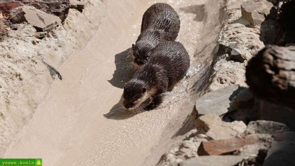 „Ludo“ und „Anna“, das Zwergotter-Paar, das viele Zoobesucher:innen längst ins Herz geschlossen haben.