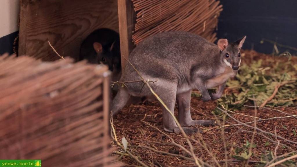 wei Südliche Neuguinea-Filander – ein Weibchen und ein Männchen.