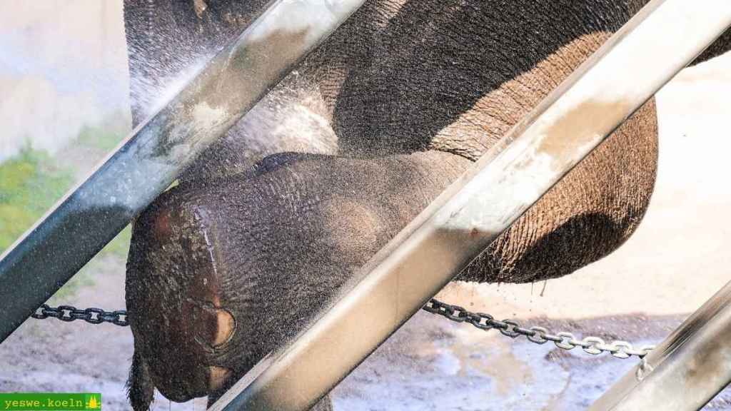 Elefanten im Kölner Zoo