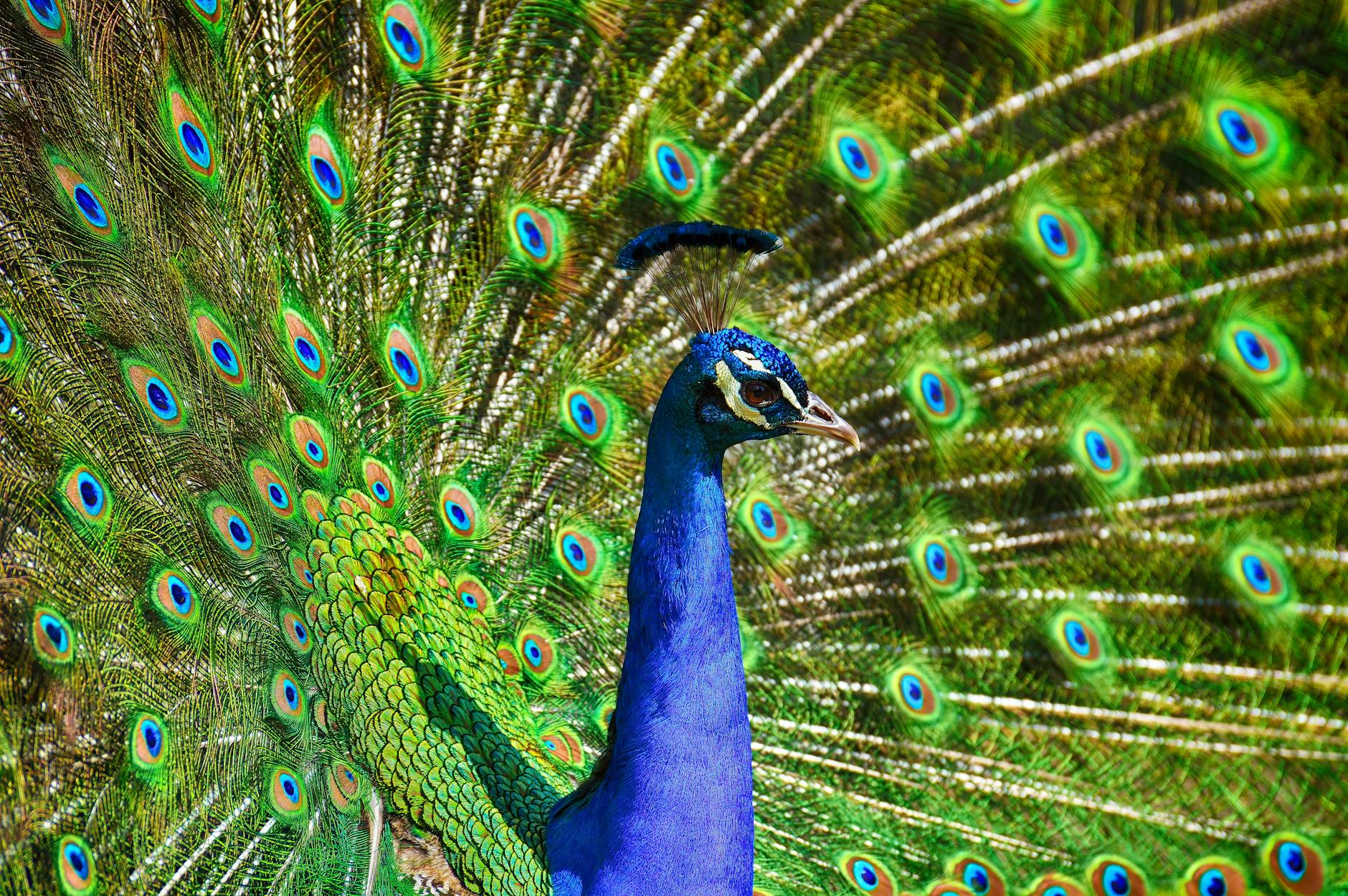 blue and green peacock