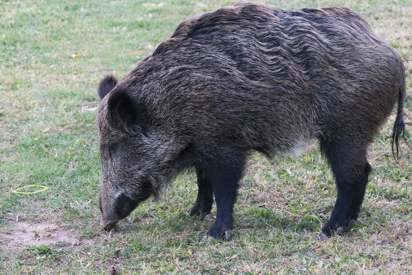 wild boar grazing in izmir turkiye s countryside