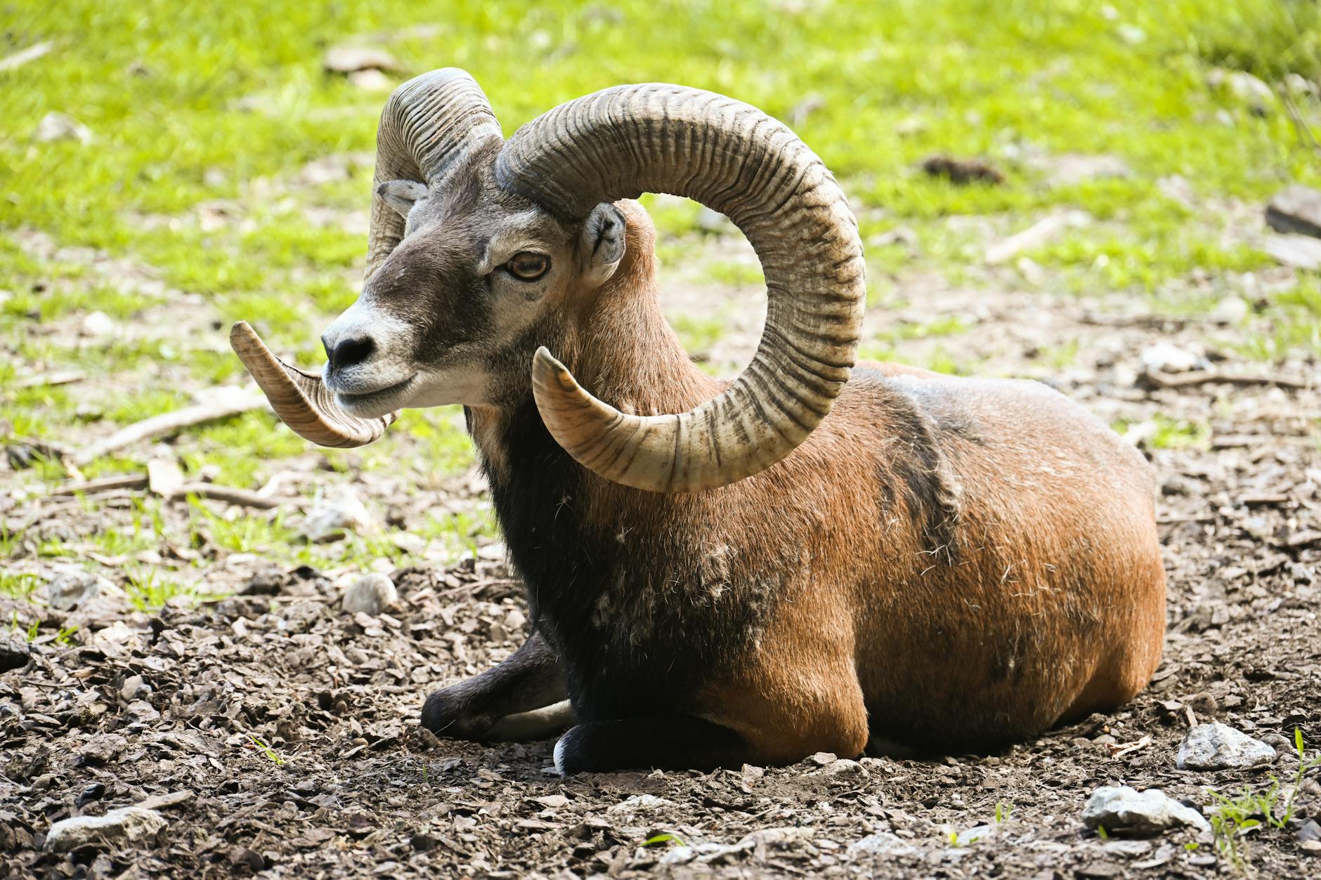 wild mouflon ram resting in natural habitat