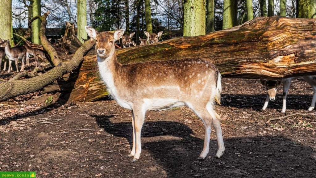 Young deer at the park in Gerresheim, Dusseldiorf, Germany.
