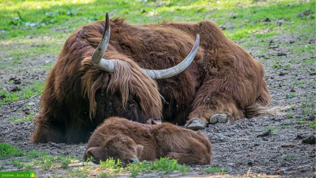 Zwei schottische Hochlandrinder beim chillen im Tierpark Olderdissen in Bielefeld