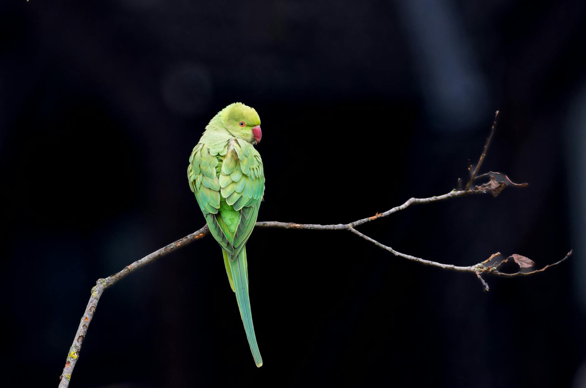 green parrot sitting on branch
