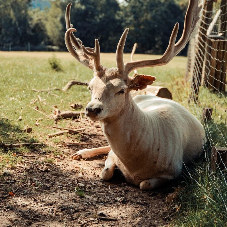 a deer behind a fence in the countryside