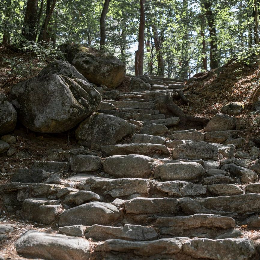 trail in the forest