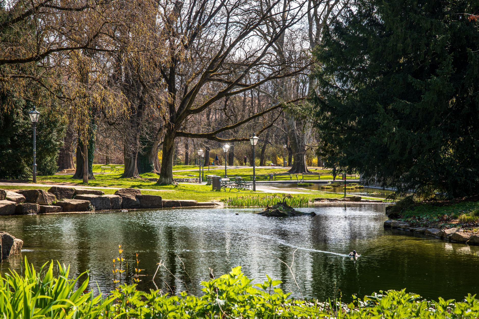 tranquil park pond in early spring scenery